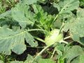 Kohlrabi