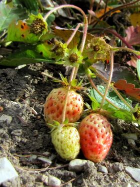Späte Erdbeere Anfang November