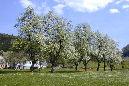 Birnbaum-Zeiler in Frankenfels