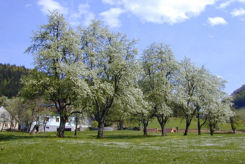 Datei:Birnbaum-Zeiler in Frankenfels.jpg