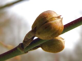Knospen - Mitte Februar