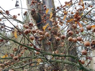 Asperln am Baum - im November