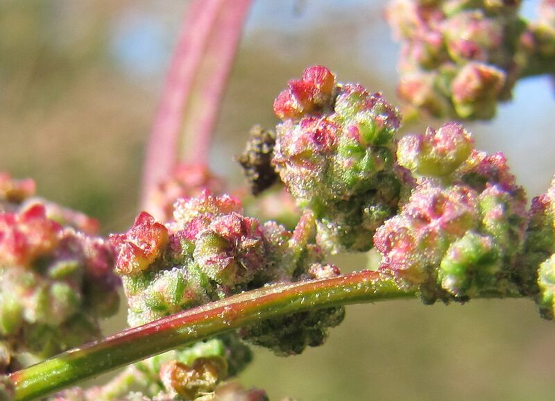 Datei:SG Blütenknospen.jpg