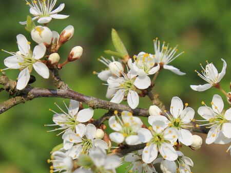 Schlehenblüten