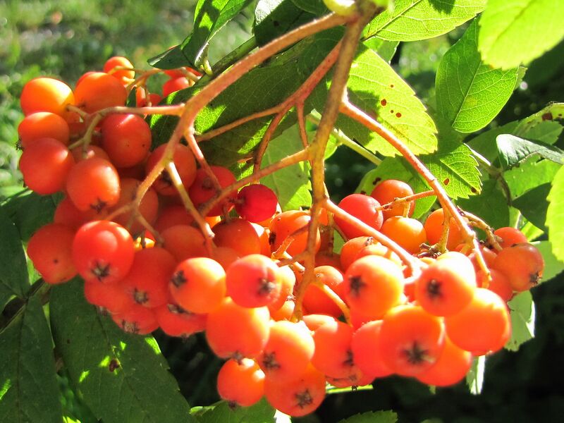 Datei:Ebereschenfrucht.jpg