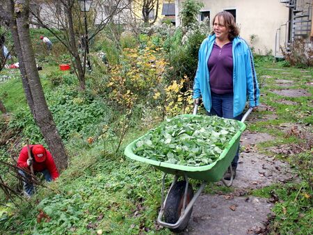 Brennnesselernte mit Scheibtruhe