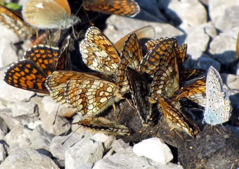 Datei:Schmetterlinge2.jpg