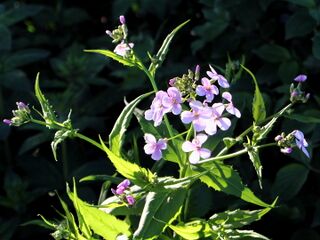 Gartenviole als Salatdeko