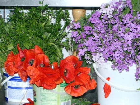 Blüten und Kräuter zum Kochen in der Küche