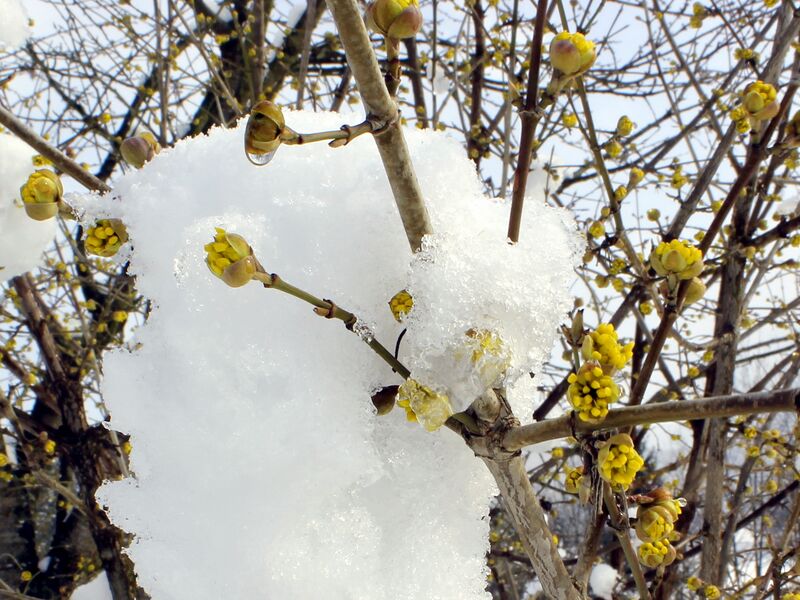 Datei:Dirndlblüte Schnee 8.jpg