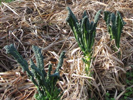 Palmkohl - Ende Dezember 2011