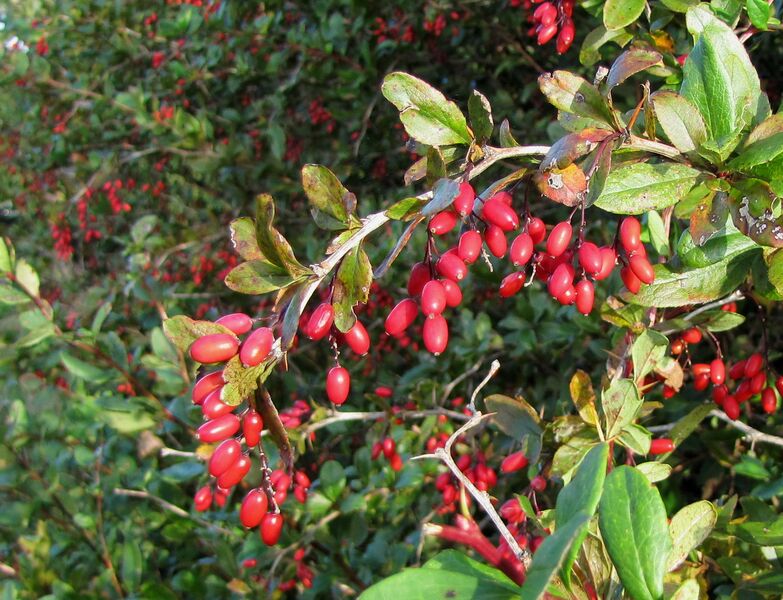 Datei:ESt Berberitzen 2010.jpg