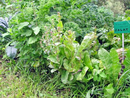 positives Salat-Wirrwarr