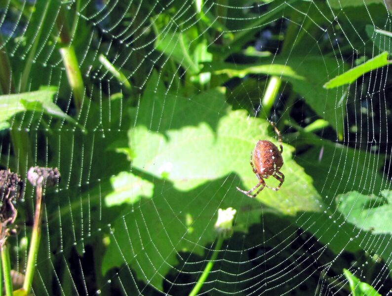 Datei:SG Spinne Morgentau.jpg