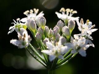 Tau auf Knolauchblüte