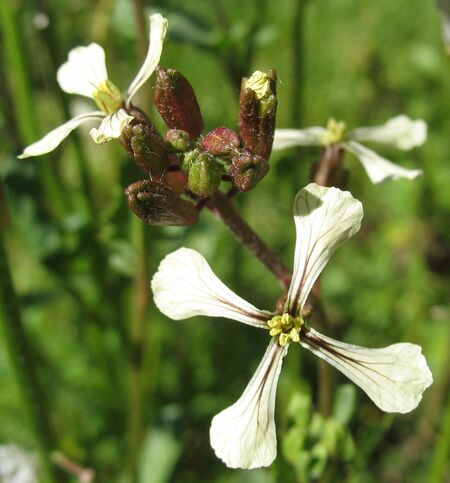 Einjährige Rauke - Kreuzblütlerblüte