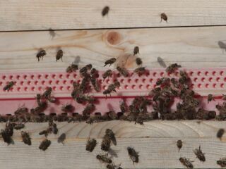 Bienen an einem warmen Dezembertag