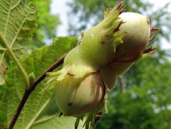 Haselnussfrüchte