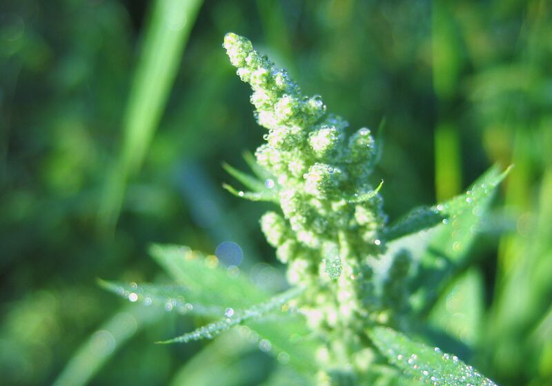 Datei:SG Samenstand Melde.jpg