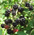 Brombeeen