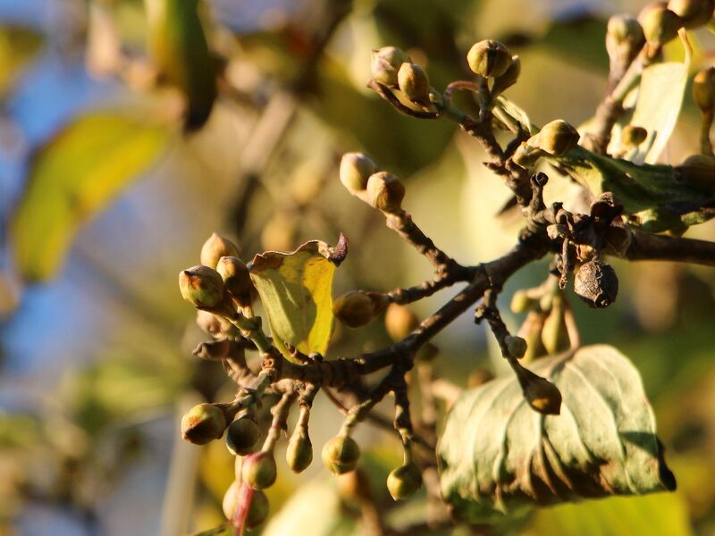 Datei:SG Dirndlknospen im Herbst.jpg