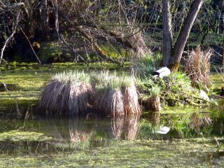 Insel im Steinschaler Teich - Frühjahr