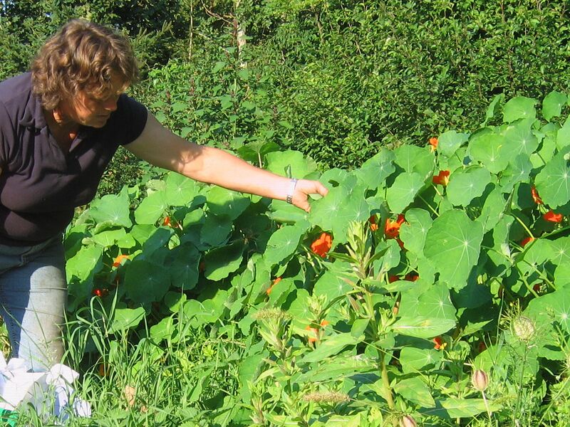 Datei:SG Kapuzinerkresse Frieda.jpg