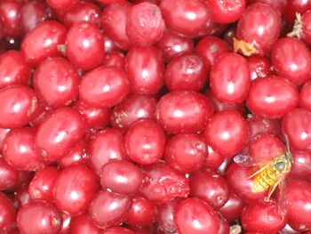 Bild:Schnapsdirndl mit Wespe