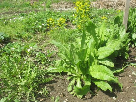 SG-Barbarea im Hintergrund - vorne Spargelsalat