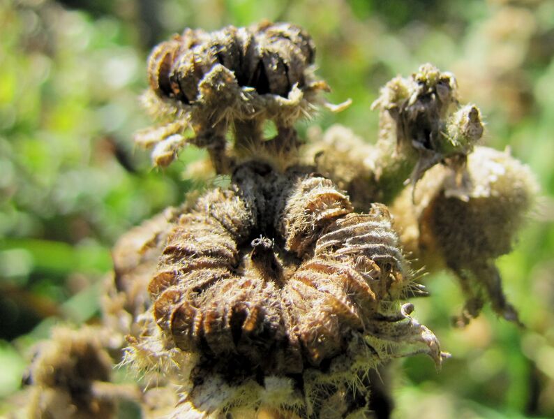 Datei:SG Samen Stockrosen.jpg