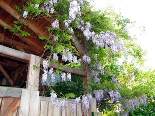 Blauregen am Südgartenhaus