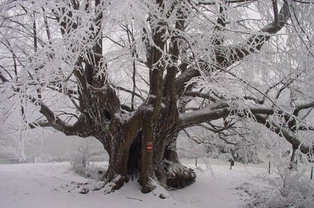 Bänthaler Lockn im Winter