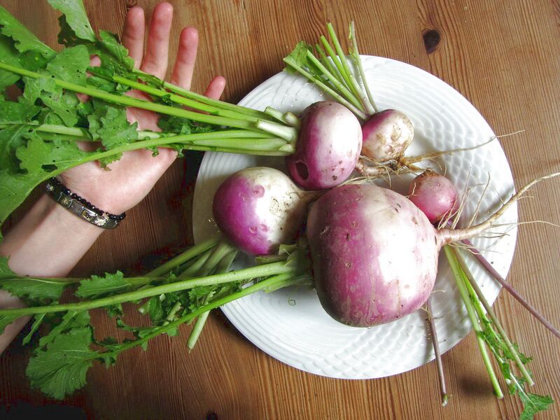 Datei:Mairübchen Hand.jpg