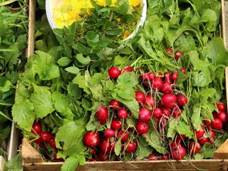 Rettichernte im November