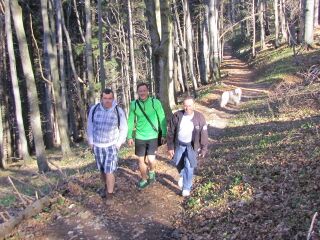 Waldweg im Frühjahr
