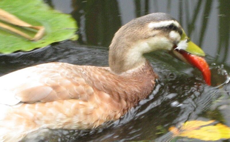 Datei:Laufente mit Fisch.jpg