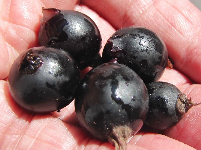 Datei:Ribogro in Hand.jpg