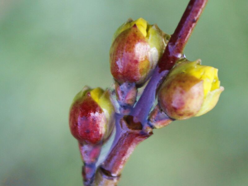 Datei:SG Dirndlknospen.jpg