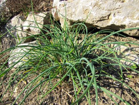 erster Schnittlauch im Frühjahr