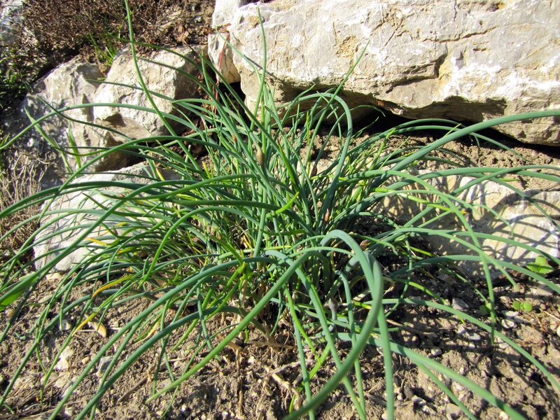 Datei:SG Erster Schnittlauch 03 31.jpg