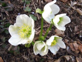 Schneerosen im März