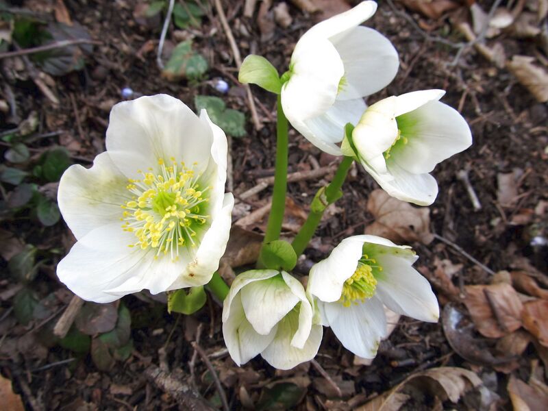 Datei:Schneerosen Blüte.jpg