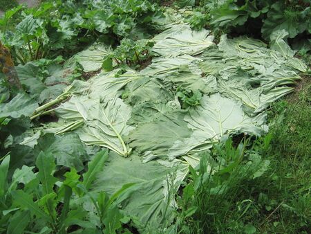 Mulchen mit Rhabarberblättern - Unkraut bremsen