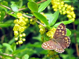 Schmetterling auf Berberitze