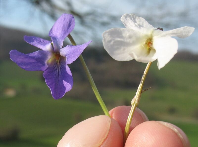 Datei:Veilchen viol weiß.jpg
