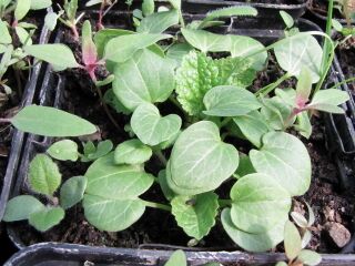 Jungpflanzen im Frühjahr