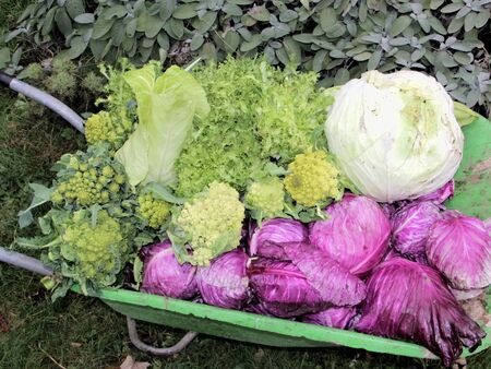 reiche Kreuzblütlerernte 2014 12 11