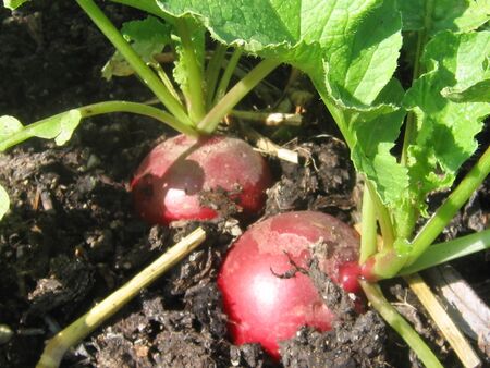 Radieschen - Steinschaler Gärten
