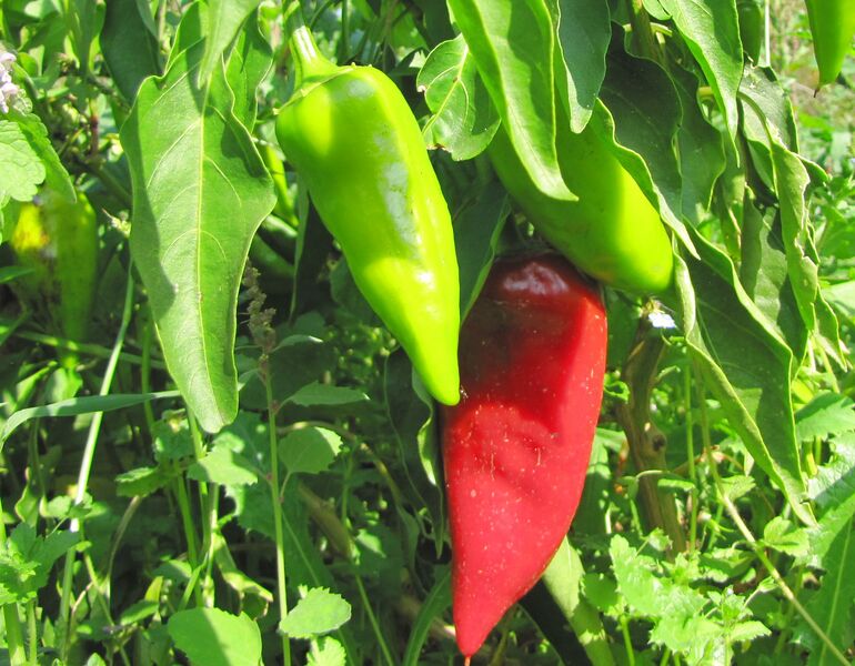 Datei:SG Süße Paprika.jpg