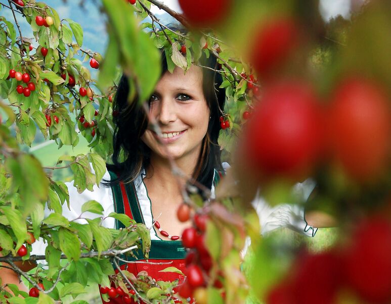 Datei:Dirndl Dirndlstaude.jpg